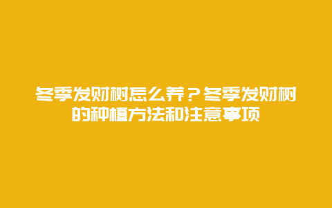 冬季发财树怎么养？冬季发财树的种植方法和注意事项