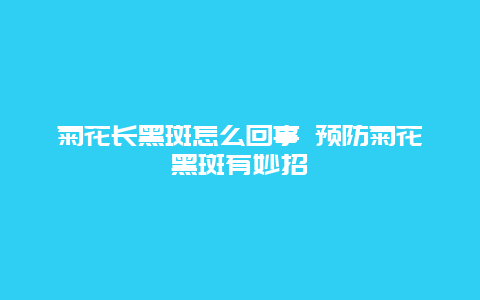 菊花长黑斑怎么回事 预防菊花黑斑有妙招