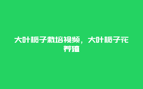 大叶栀子栽培视频，大叶栀子花养殖