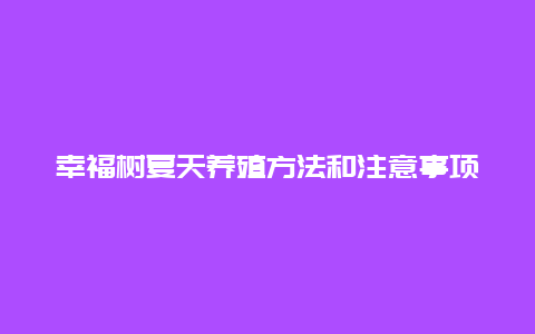 幸福树夏天养殖方法和注意事项