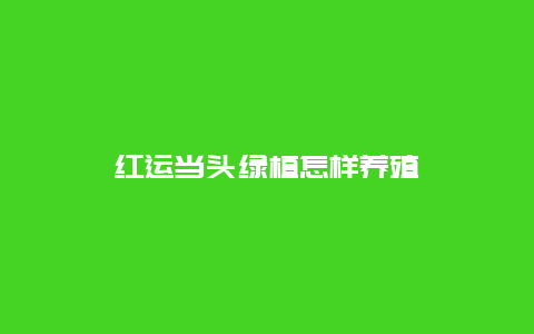 红运当头绿植怎样养殖