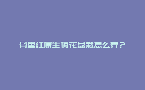 骨里红原生梅花盆栽怎么养？