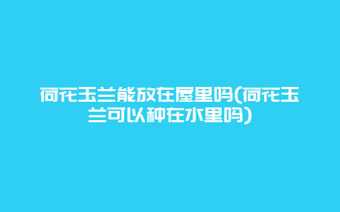 荷花玉兰能放在屋里吗(荷花玉兰可以种在水里吗)