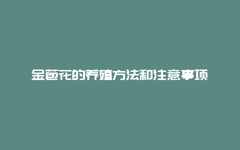 金苞花的养殖方法和注意事项