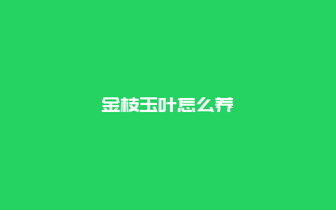 金枝玉叶怎么养