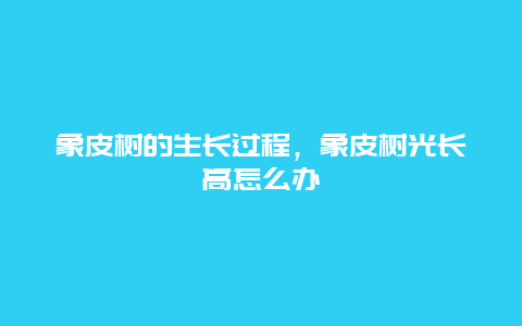 象皮树的生长过程，象皮树光长高怎么办