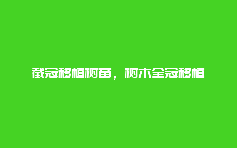 截冠移植树苗，树木全冠移植