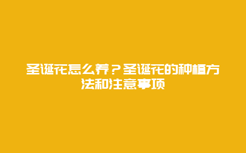 圣诞花怎么养？圣诞花的种植方法和注意事项