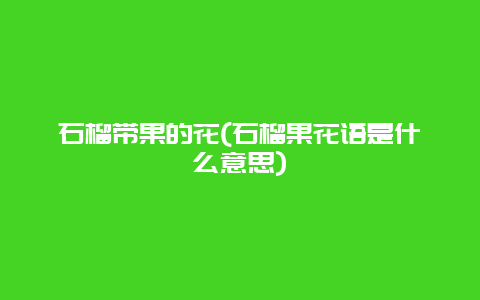 石榴带果的花(石榴果花语是什么意思)