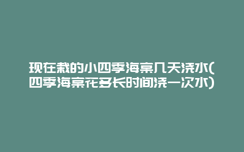 现在栽的小四季海棠几天浇水(四季海棠花多长时间浇一次水)