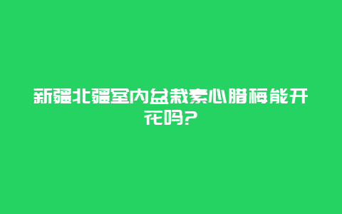 新疆北疆室内盆栽素心腊梅能开花吗?