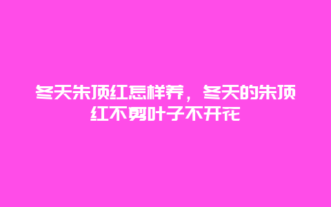 冬天朱顶红怎样养，冬天的朱顶红不剪叶子不开花