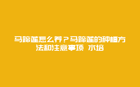 马蹄莲怎么养？马蹄莲的种植方法和注意事项 水培