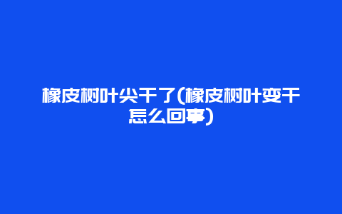 橡皮树叶尖干了(橡皮树叶变干怎么回事)