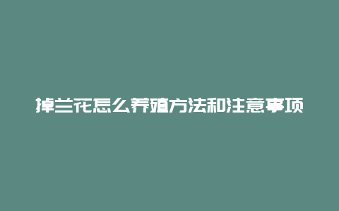 掉兰花怎么养殖方法和注意事项