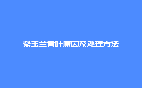 紫玉兰黄叶原因及处理方法