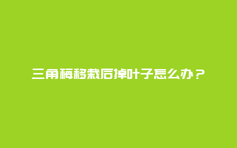 三角梅移栽后掉叶子怎么办？