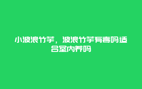 小波浪竹芋，波浪竹芋有毒吗适合室内养吗