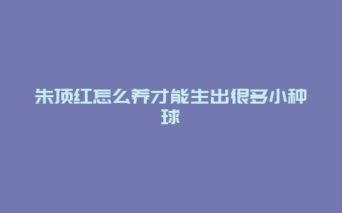 朱顶红怎么养才能生出很多小种球