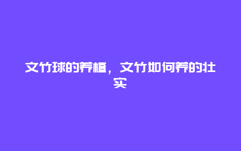 文竹球的养植，文竹如何养的壮实