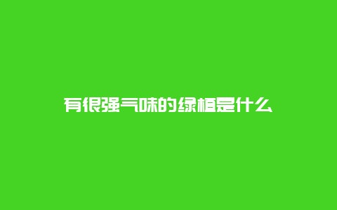 有很强气味的绿植是什么