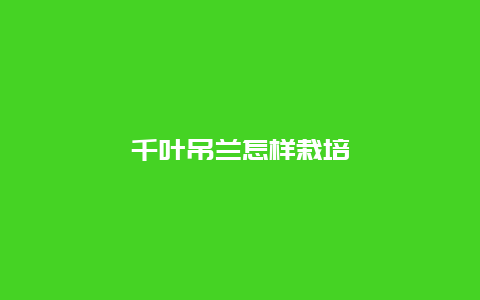 千叶吊兰怎样栽培