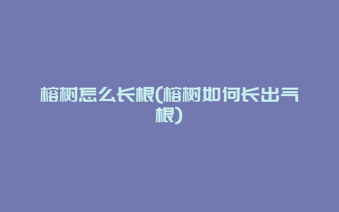 榕树怎么长根(榕树如何长出气根)