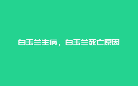 白玉兰生病，白玉兰死亡原因