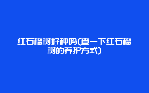 红石榴树好种吗(查一下红石榴树的养护方式)