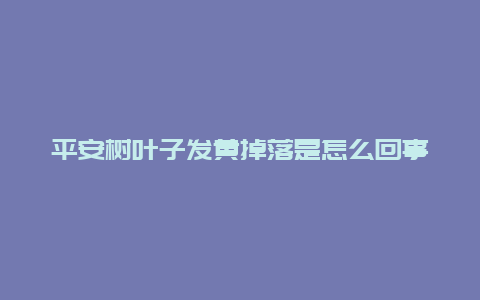 平安树叶子发黄掉落是怎么回事