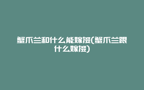 蟹爪兰和什么能嫁接(蟹爪兰跟什么嫁接)