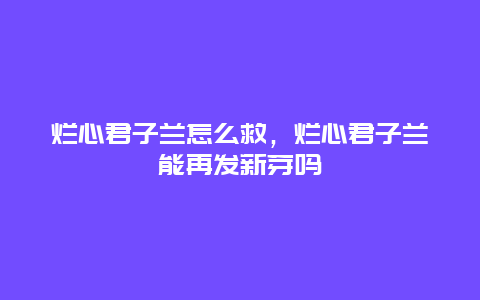 烂心君子兰怎么救，烂心君子兰能再发新芽吗