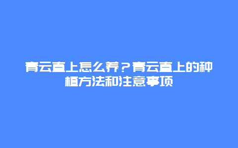 青云直上怎么养？青云直上的种植方法和注意事项