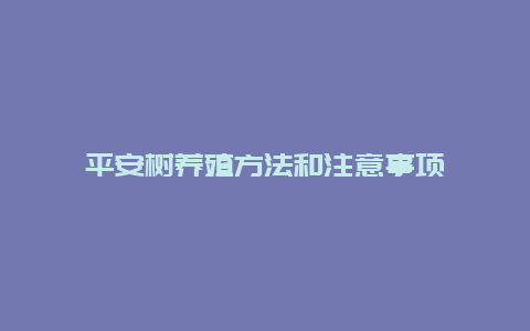 平安树养殖方法和注意事项