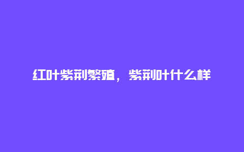 红叶紫荆繁殖，紫荆叶什么样