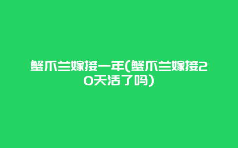 蟹爪兰嫁接一年(蟹爪兰嫁接20天活了吗)