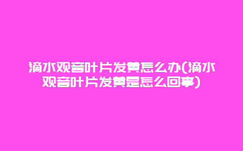 滴水观音叶片发黄怎么办(滴水观音叶片发黄是怎么回事)