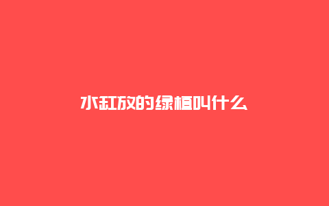 水缸放的绿植叫什么