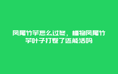 凤尾竹芋怎么过冬，植物凤尾竹芋叶子打卷了还能活吗