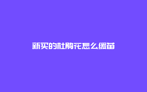 新买的杜鹃花怎么缓苗