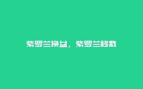 紫罗兰换盆，紫罗兰移栽