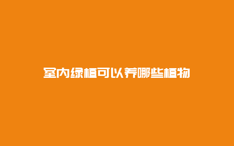 室内绿植可以养哪些植物