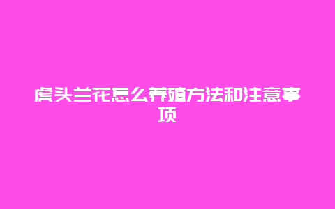 虎头兰花怎么养殖方法和注意事项