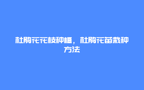 杜鹃花花枝种植，杜鹃花苗栽种方法