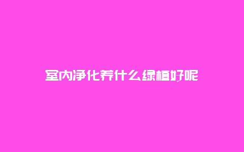 室内净化养什么绿植好呢