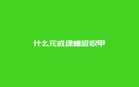 什么花或绿植吸收甲醛