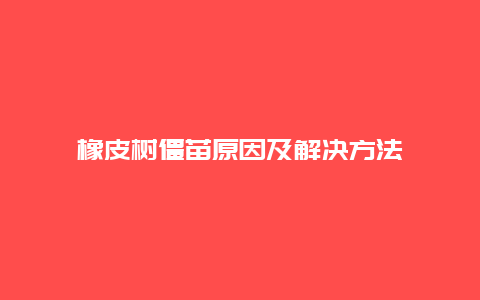 橡皮树僵苗原因及解决方法