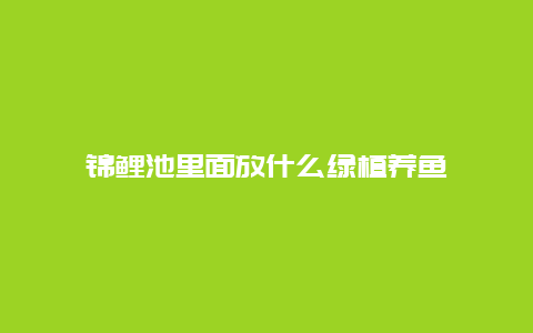 锦鲤池里面放什么绿植养鱼