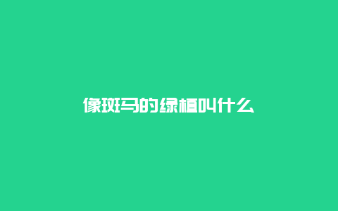 像斑马的绿植叫什么