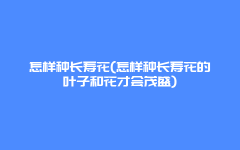 怎样种长寿花(怎样种长寿花的叶子和花才会茂盛)